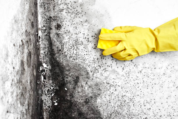 Best Best Mold Removal Companies  in Linden, AL