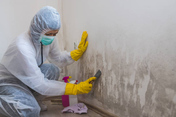 Best Mold Remediation Experts  in Linden, AL