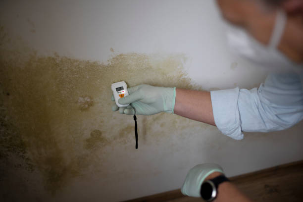 Best Attic Mold Removal  in Linden, AL