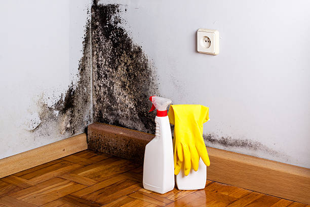 Mold Testing and Removal in Linden, AL