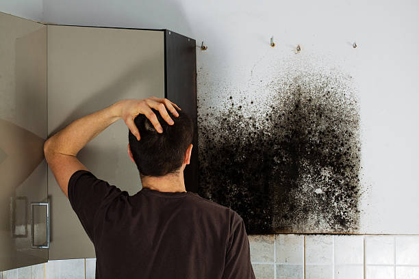 Best Fast Mold Removal  in Linden, AL