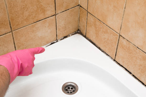 Best Same-Day Mold Removal  in Linden, AL