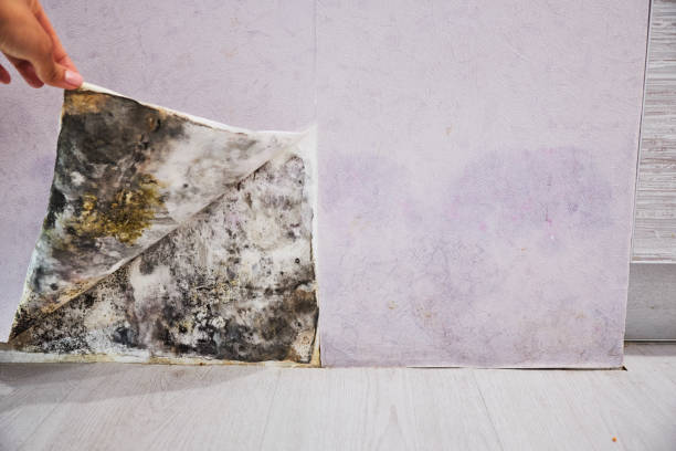 Best Emergency Mold Removal  in Linden, AL